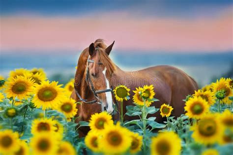 Horse In Bridle In Sunflowers Stock Image Image Of Meadow Dramatic