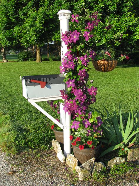 Maybe you would like to learn more about one of these? Clematis is blooming! | Outdoor decor, Country style, Plants