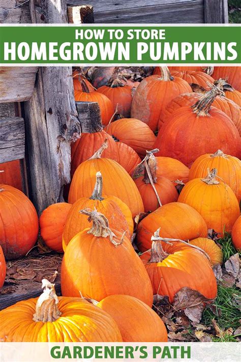 How To Store Homegrown Pumpkins After Harvest