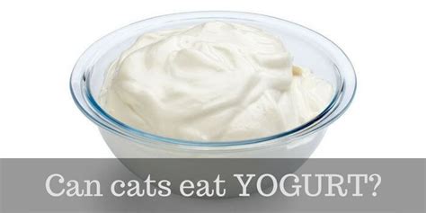 This is not good for cats' yogurt is also useful for cats recovering after infection. Can cats eat Yogurt? (best type and Health BENEFITS ...