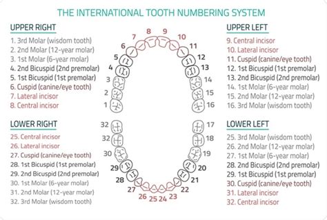 Dental Charts To Understand Tooth Numbering System Tooth Chart A