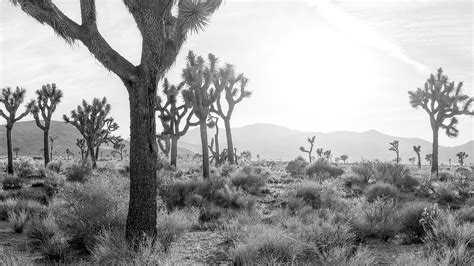 Joshua Tree Black And White Landscape Framed Unframed Photographic