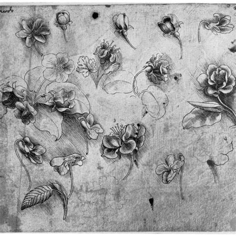Study Of Flowers C1481 1483 Giclee Print By Leonardo Da Vinci