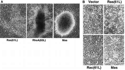 Mas Transformed Cells Exhibit A Transformed Phenotype Similar To Those Download Scientific