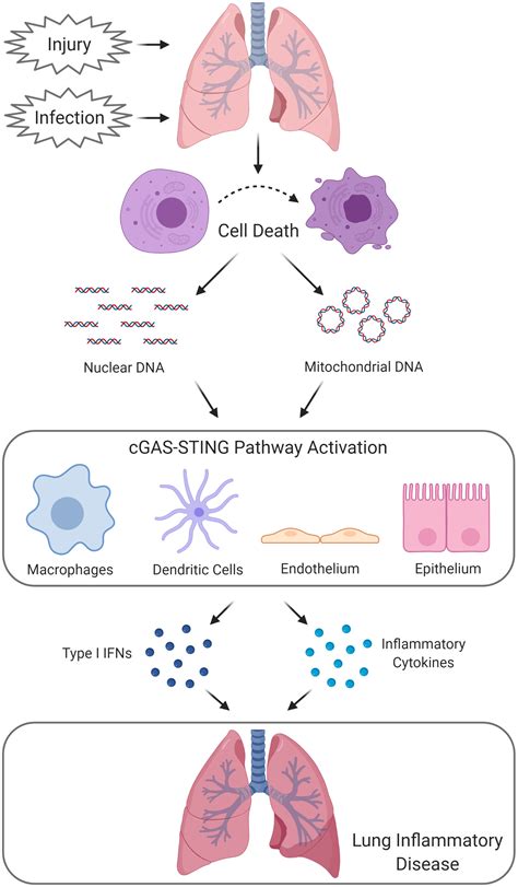 The Cgas‐sting Pathway The Role Of Self‐dna Sensing In Inflammatory