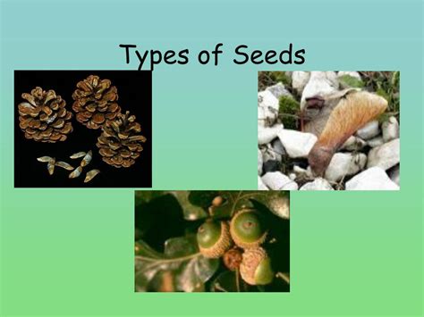 Ppt 2 Types Of Seed Plants Powerpoint Presentation Free Download