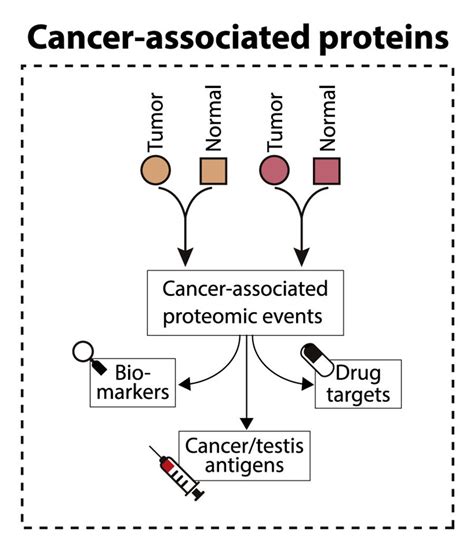 Proteogenomic Study Reveals New Details Of Colon Cancer Nci