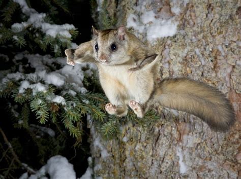 Adirondack Flying Squirrel Visit Sacandaga