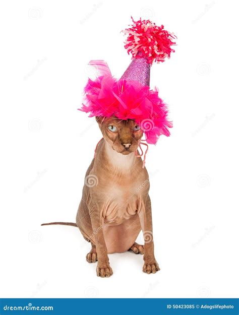 Funny Hairless Cat Wearing Birthday Hat Stock Photo Image 50423085