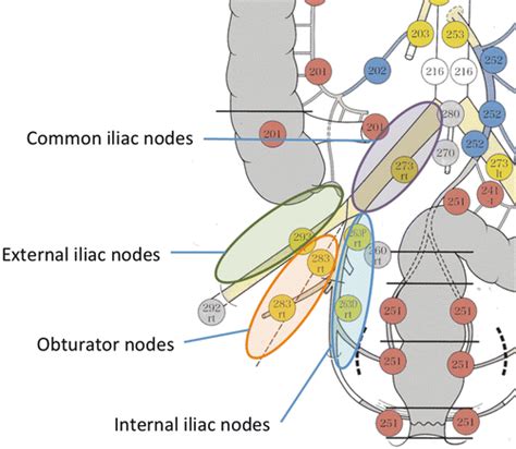 Inguinal Lymph Node Anatomy