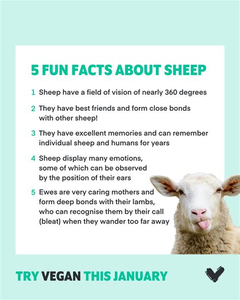 Fun Facts About Sheep 10 Fun Facts About Sheep Spca