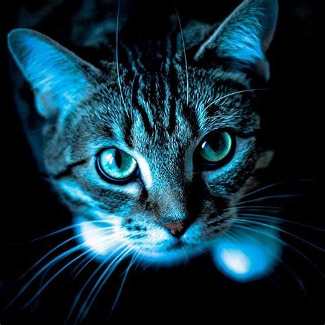 Blue Moon Cat Sassyclassyme Cats Photography Kitten Pets Blue