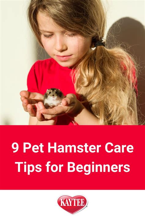 9 Pet Hamster Care Tips For Beginners Hamster Care Cute Baby Animals