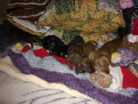 We offer akc & ckc high quality miniature dachshund puppies. Miniature Dachshund Puppies For Sale | Delavan, WI #172681