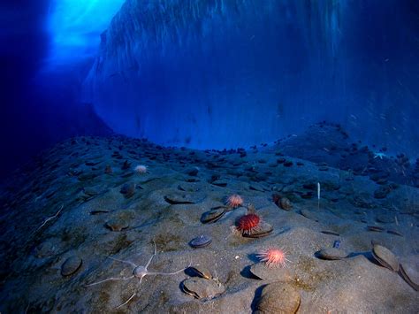 Banco De Imagens Oceano Frio Formação Embaixo Da Agua Caverna