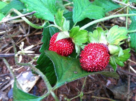 Wild Strawberry Plants