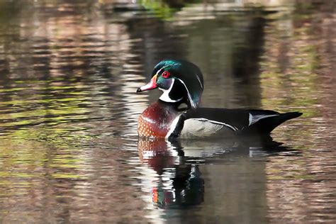 Woodland Duck John Kent Flickr