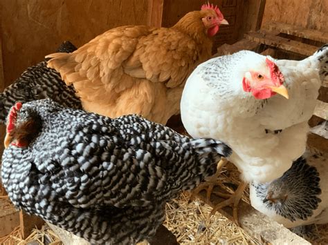 Animal Hierarchy Or The Pecking Order Welcome To The Hearty Hen House