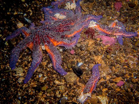 Iconic Sunflower Sea Star Listed As Critically Endangered — Seadoc Society