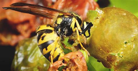 What Do Wasps Eat Are They Beneficial For Your Garden