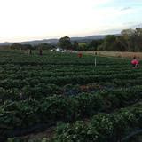 Twilight Strawberry Picking at Beerenberg Farm - Adelaide
