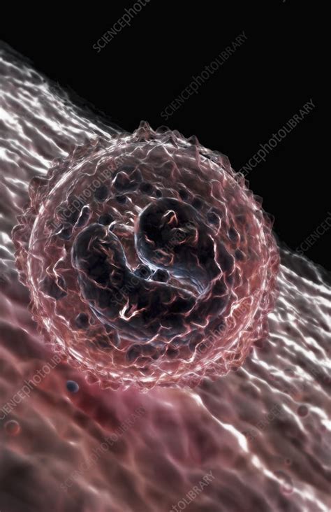 Monocytes Stock Image F0023227 Science Photo Library