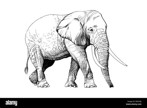 Isolierte Elefant Zeichnen Fotos Und Bildmaterial In Hoher Auflösung