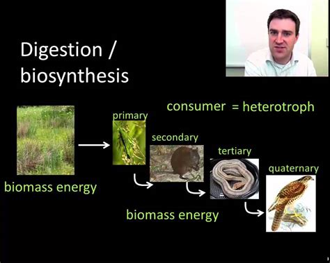 Energy Flow Through Ecosystems Youtube