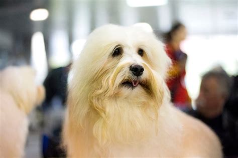 Coton De Tulear Dog Breed Information Pictures