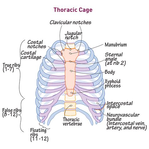 Rib Cage Anatomy Diagram