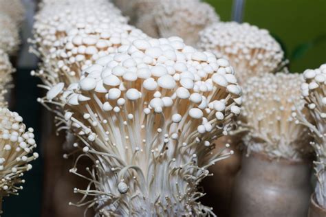 freshpoint enoki mushroom