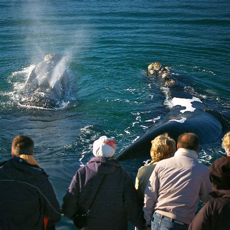 Whale Festival Hermanus Zula Travel