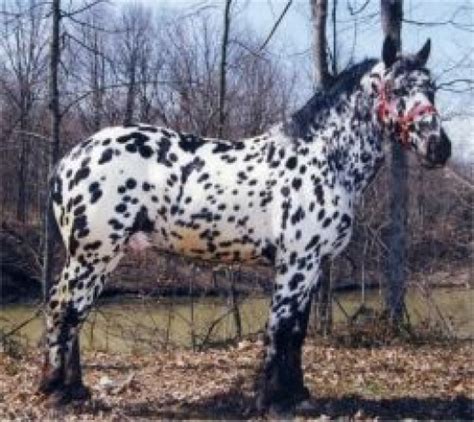 Worlds 10 Most Beautiful Draft Horse Breeds And Heavy Horses Hubpages