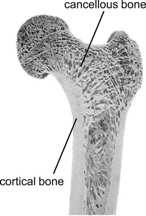 Cortical And Cancellous Bone In Human Femur Download Scientific Diagram