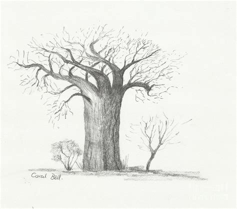 How To Draw African Trees