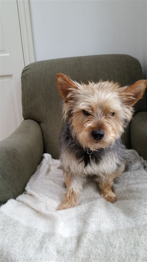 Ted 1 Year Old Male Yorkshire Terrier Dog For Adoption