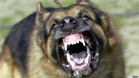 Síntomas De Rabia En Perros Tratamiento Y Prevención
