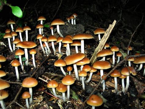 Johns Hopkins Opens Psychedelic Research Center To Study Mushrooms And Lsd