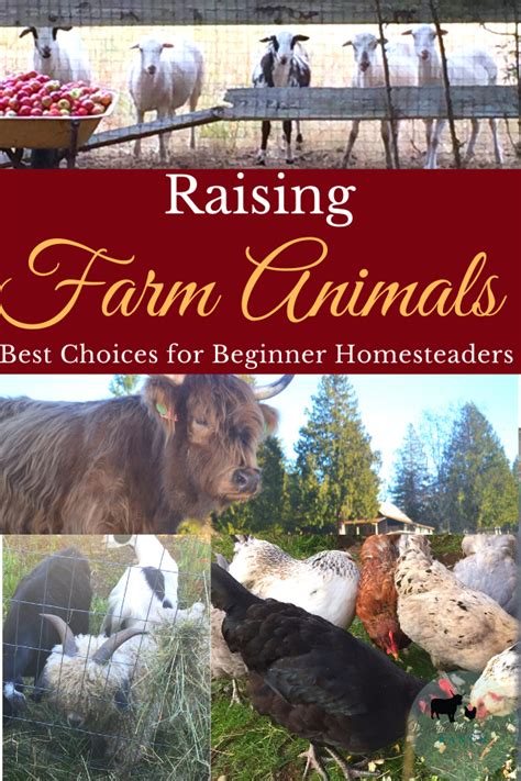 How To Start Raising Farm Animals For Cheap Great Animals For Low