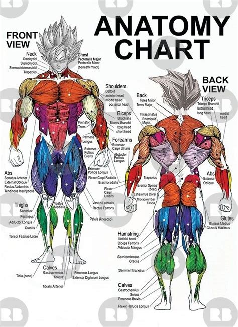 Exercise Muscle Guide Anatomy Chart Super Ss Posters