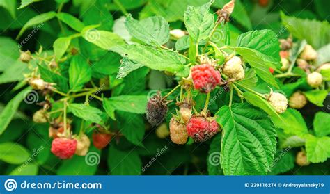 Rotten Overripe Red Raspberries Grow In The Garden Bad Harvest