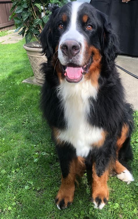 Bernese Mountain Dog For Sale Craigslist Ohio Craigslist Near Me