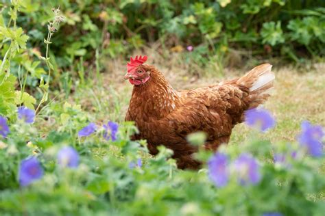 Chicken Red Mite 10 Things You Should Know The Little Feed Company