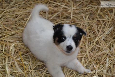 Rare Whites Australian Cattle Dogblue Heeler Puppy For