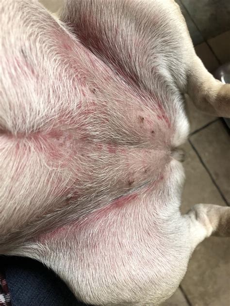 What Do Hives Look Like On My Dog Other Allergies