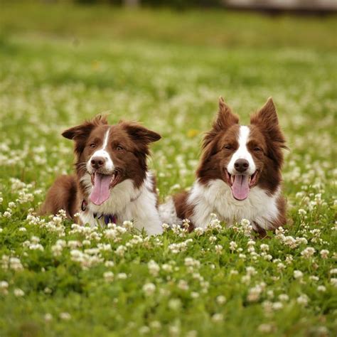 17 Facts About Raising And Training Border Collies Page 3 Of 6 Pettime