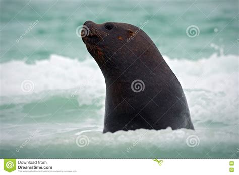 Sea Lion Otaria Flavescens In The Water Sea Lion In The Ocean Waves