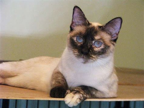 187 Best Tortie Point Siamese Cats Images On Pinterest Siamese Cat