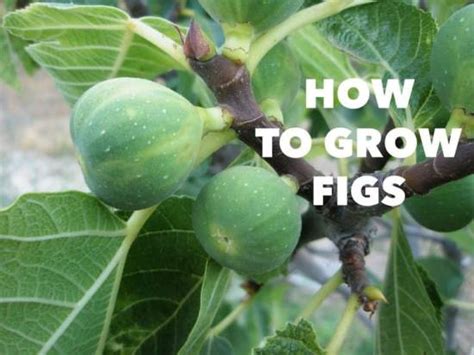 How To Grow Figs Gardening Channel