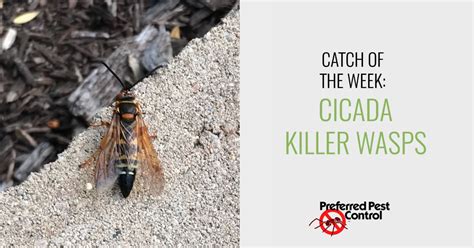 Females like making holes where full sunlight is present. Our Latest Catch in the Des Moines Area | Cicada Killer Wasps